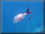 Humpback snapper