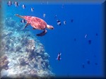 Hawksbill turtle diving into the drop off