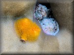 a yellow form of the Christmas tree worm