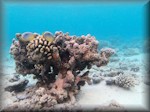 coral outcrop and butterflyfish