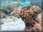 new coral growth and soft didemnums