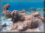 several new corals on this outcrop