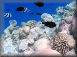 a variety of corals at the edge of the drop off