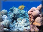 Rabbitfish in a varied corals near the drop-off