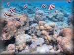 schooling bannerfish this time in much shallower waters