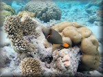 striped triggerfish posing amongst the corals