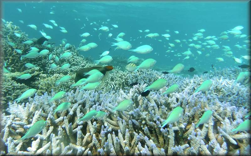 school of blue-green chromis - like swimming in an aquarium