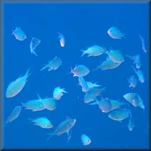 Blue-green chromis towards open water