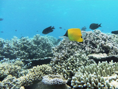 Long nosed butterflyfish - after 'one click' edit