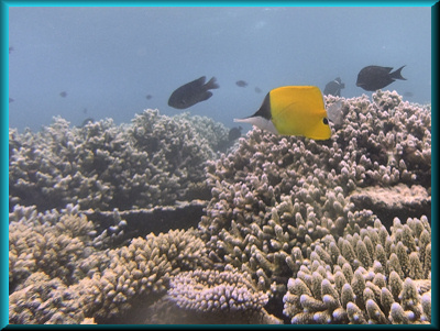 Long nosed butterflyfish -after white balance correction