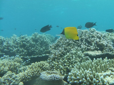 Long nosed butterflyfish - original photo