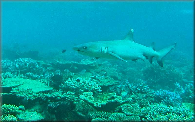 White-tipped reef shark