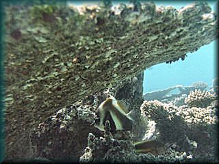 Indian bannerfish hiding