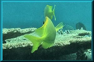 shy Rabbitfish