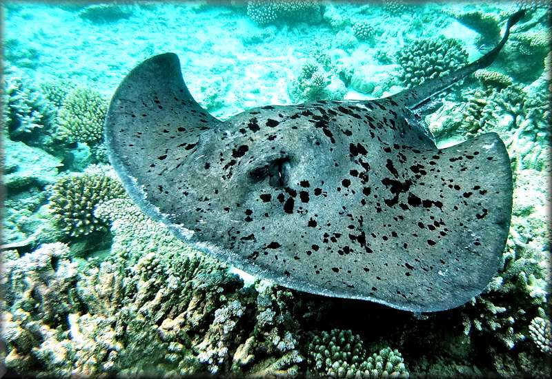 Blotched stingray