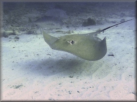 Jenkins stingray near beach