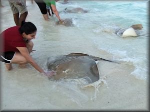 jenkins stringrays on beach