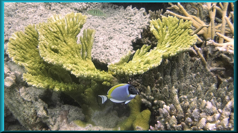 Powderblue Surgeonfish at Hembadhu