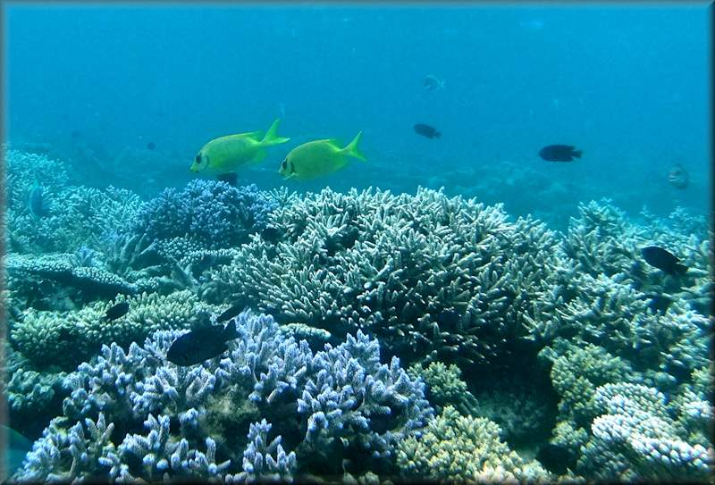 A pair of Coral Rabbitfish