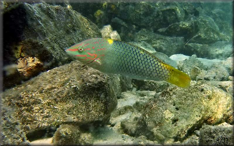 Chequerboard wrasse