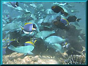 parrot fish schooling while feeding