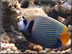 Emperor angelfish