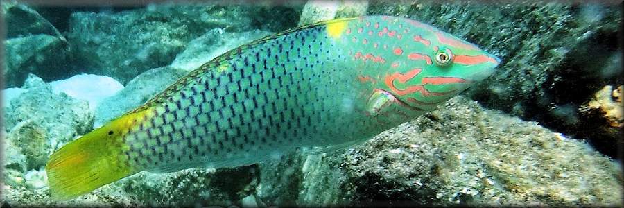 Checkerboard wrasse