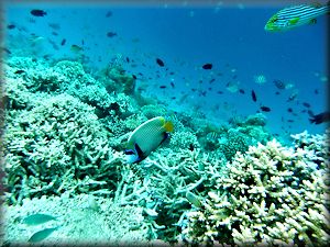 emperor angelfish among corals