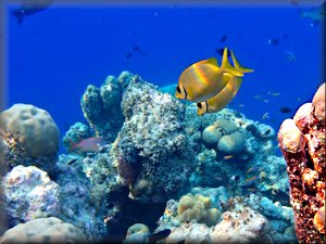 coral rabbitfish