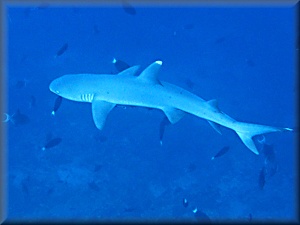 whitetipped reef shark