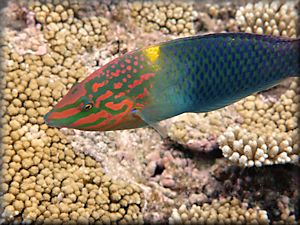 Chequerboard wrasse