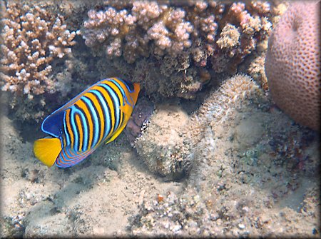 Regal angelfish