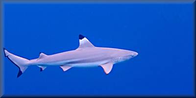 Blecktip reef shark - cropped to rule of two thirds