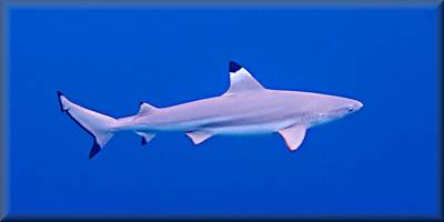 Blacktip reef sharkl_centrally aligned