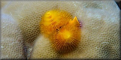 christams tree worm centrally aligned