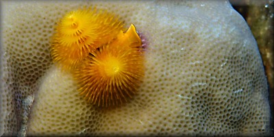 Christas tree worm - cropped to rule of thirds