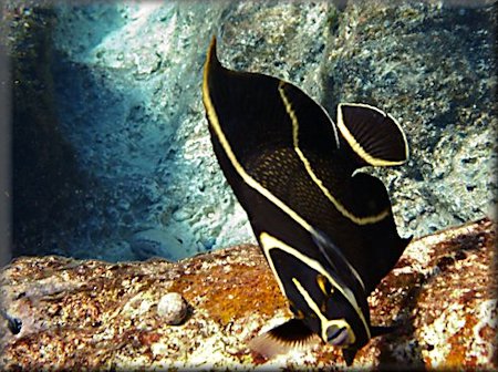 juvenile French angelfish