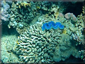 blue clam showing space around the subject