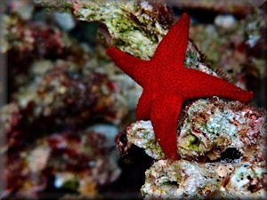 thousand-pore seastar