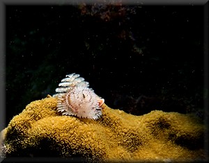 Christmas tree worm