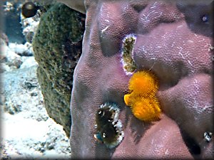 Christmas tree worms