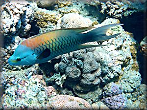 slingjaw wrasse