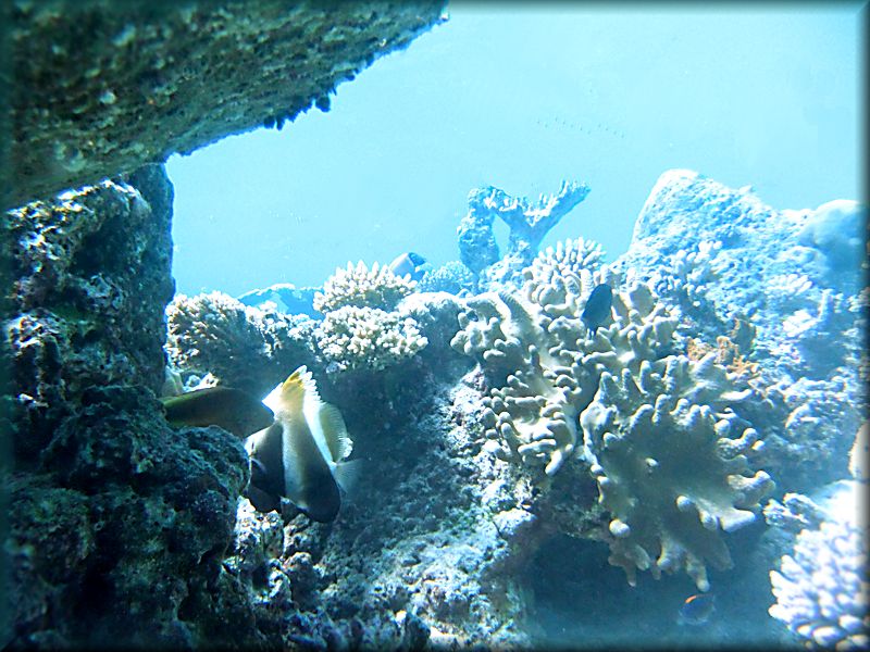 Indian bannerfish hiding