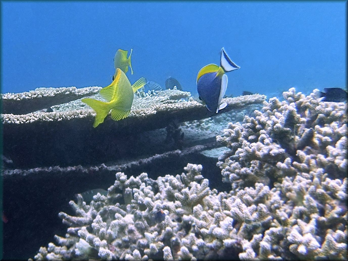 shy Rabbitfish swimming away