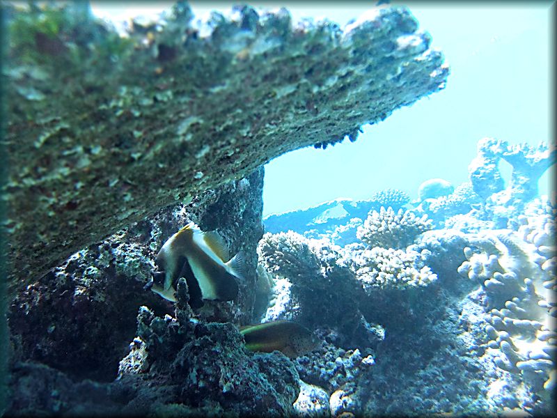 Indian bannerfish hiding