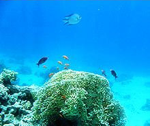 Sharm coral picture 2