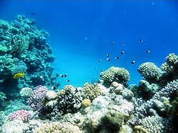 Sharm coral picture 1