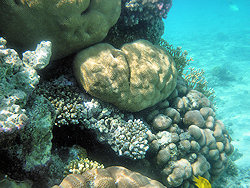 Sharm coral picture 3