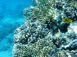 Sharm coral picture 4