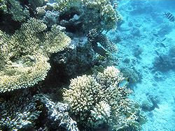 Sharm coral picture 6